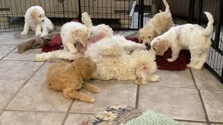 Mud Pies Australian Cobberdogs with Great Mates Maddie Mud Pie and her puppies [upl. by Shiau]