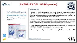 ANTOPLEX GALLOS cápsulas [upl. by Orazal]