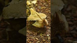 Gaboon Viper is So fast and Venomous snake 😱 [upl. by Yecram688]