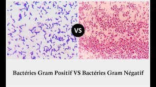 Les Bactéries Gram Positif  et Gram Négatif [upl. by Katherina80]