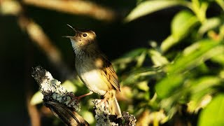 Grasshopper warbler singing [upl. by Juster30]