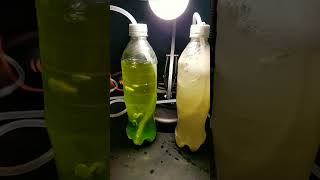 Algae culture contamination experiment algae citizenscience sustainability biofuel [upl. by Joane229]