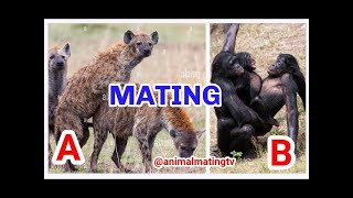 Watch Live Animal Mating [upl. by Eslehc]