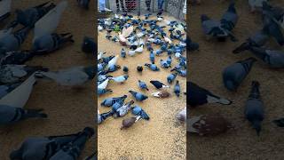 Pidgins are eatings food youtubeshorts birds sylhettravel travel bangladesh [upl. by Annairdna]