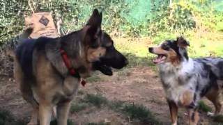 German Shepherd vs Australian Shepherd [upl. by Caasi]