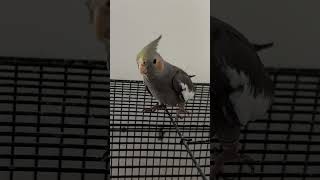 cockatiel birds cockatielbird parrot cockatielsound pets cockatoosinging ytshorts shorts [upl. by Litnahs]