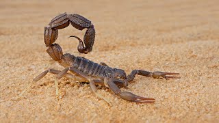 True Facts The Scorpion [upl. by Dressler687]