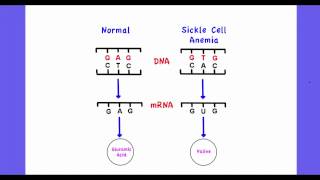 414 Explain the consequences of a base substitution mutation [upl. by Placia]