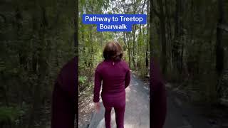 Pathway to the Treetop Boardwalk in Kauri Glen Reserve exploringnz kauriglenreserve [upl. by Neehsas]