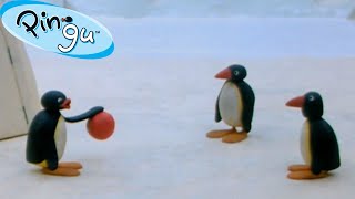 Pingus Family and Friends 🐧  Pingu  Official Channel  Cartoons For Kids [upl. by Edva]