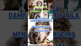 Beberapa dampak negatif bila mengurung kucing terlalulama [upl. by Brnaba]