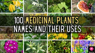 100 Medicinal Plants Names And Their Uses  Blissed Zone [upl. by Ecnar]