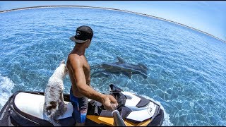 YBS Lifestyle Ep 2  CRAYFISH CATCH AND COOK  Pet Mangrove Jacks  Hammerhead Shark And A Dingo [upl. by Ahsienak624]