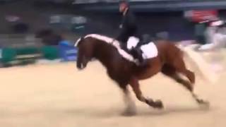 Haflinger Hengst Welano am Sprung [upl. by Darby]