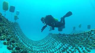 Rope Nursery construction  Pocillopora verrucosa nursery [upl. by Heater]