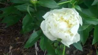 Duchess de Nemours Peony [upl. by Ahsiret]