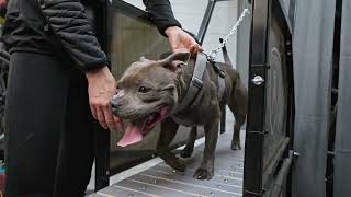 Staffordshire Bull Terrier  MANDO on treadmill [upl. by Burnight273]