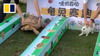 ‘The Tortoise and the Hare’ plays out in real life in China [upl. by Htrahddis]