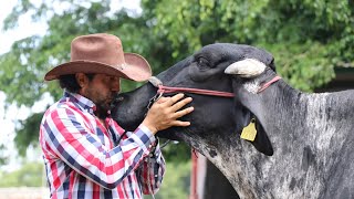 GIROLANDO Ganadería SANTA FÉ Cintalapa Chiapas MX [upl. by Norit]