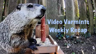 Video Varmints Weekly Recap Volume 3 [upl. by Ellegna]