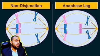 Anapahse Lag  Difference between Anaphase Lag and NonDisjunction Animated [upl. by Scholz]