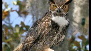 44 Owl Great Horned Territorial hooting duet [upl. by Tav]