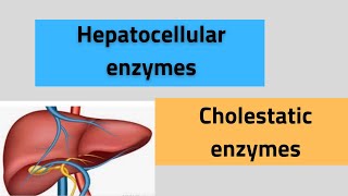 Liver enzymes ALTASTALPGGT5’ nucleotidase [upl. by Nolan]