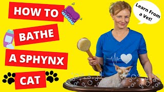 How To BATHE a SPHYNX CAT BY YOURSELF Vet Demonstrates [upl. by Philly]