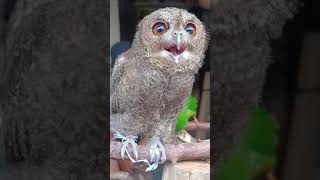 BABY OWL CUTE VIDEOS [upl. by Kone]