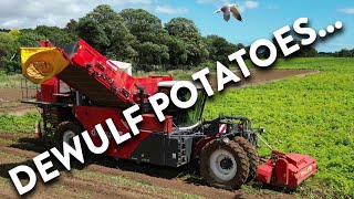 4Kᵁᴴᴰ Harvest 2024 Valcourt Farms Dewulf potato harvester near Sudbourne in Suffolk [upl. by Crescentia]