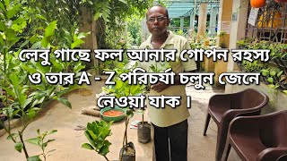 লেবু গাছে ফল আনার গোপন রহস্য ও তার A  Z পরিচর্যা চলুন জেনে নেওয়া যাক । [upl. by Nosreve]