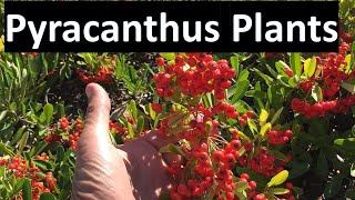 Identify Pyracantha Plants  Firethorns Koidzumii Victory Santa Cruz Coccinea Angustifolia [upl. by Rramaj639]