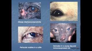 Systemic Disease and the Eye Dermatologic and Conjunctival Manifestations [upl. by Goldenberg661]