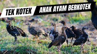 Anak Ayam Berkotek Lagu Anak Populer Indonesia [upl. by Cherrita]