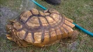 Extracting a Sulcata Tortoise From its Burrow [upl. by Oine]