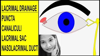 Anatomy of Lacrimal Drainage System  Puncta Canaliculi Sac amp Nasolacrimal Duct [upl. by Amapuna]