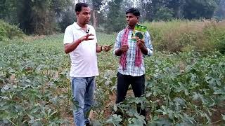 Farmers feedback about the Hybrid bhendi of Kaveri SeedsKOKH 1108 at Kharsal villageBhatli OD [upl. by Schnabel817]