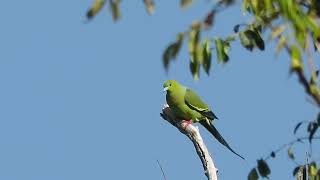 Pintailed GreenPigeon Hongbenghe China 2020 [upl. by Trebuh453]