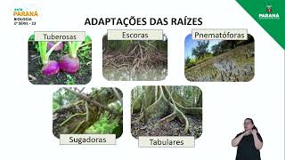 2022  Resumo da Aula  2ª Série  Biologia  Aula 23  Organologia Vegetal Raiz Caule e Folha [upl. by Aihcats]