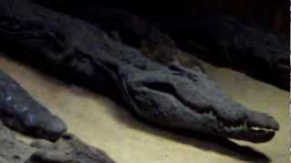 CROCODILE Mummy Museum KOM OMBO Nile Egypt [upl. by Thielen]