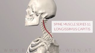 Spine Series 11 Neck Muscles Longissimus Capitis 3D Animation [upl. by Eeliah926]