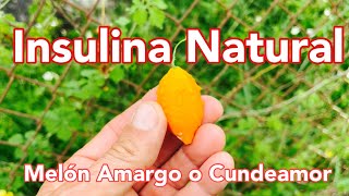 Melón Amargo o Cundeamor Insulina Natural [upl. by Epner]