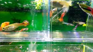 Guppy Endler Hybrid Giving Birth In Breeder Box [upl. by Euqram]