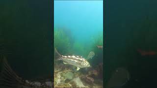 Marine Room Quick Dive  La Jolla Shores  San Diego  California [upl. by Coussoule806]