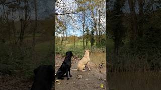 Labradors waiting patiently by the pond during a driven duck drive ready for their turn to work [upl. by Angus]