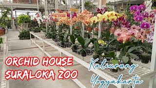 Orchid house suraloka zooorchid channelqyuu [upl. by Enirhtak]