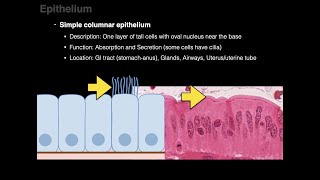 Epithelium [upl. by Suzie]