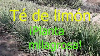 Té de limón zacate limón [upl. by Merridie]