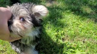 Morkie puppies 9 weeks old [upl. by Adnohsirk]