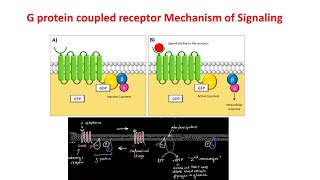 G Protein Coupled Receptors  GPCRs  Gprotein signaling [upl. by Bokaj]